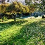 Garten mit Bäumen Wiese Laub Steinmauer