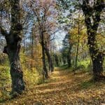 Waldweg Herbst Laub Bäume