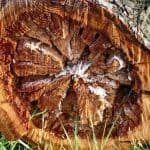 Holz Baumstumpf Rinde