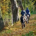 Waldweg Reiter Pferde Ausflug