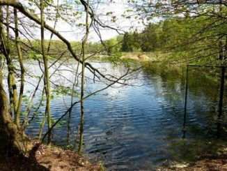 See Ufer Bäume Wald