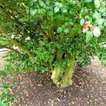 Stamm Kamelie Blätter Blüten Schloss Pillnitz