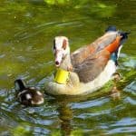 Ente Küken Teich Halsmarke Schloss Pillnitz