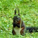 Essendes dunkelbraunes Eichhörnchen Schloss Pillnitz Wiese