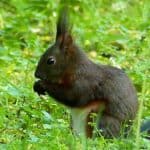 Sitzendes dunkelbraunes Eichhörnchen Schloss Pillnitz