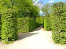 schloss pillnitz 026