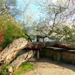 liegender Baum Schloss Pillnitz