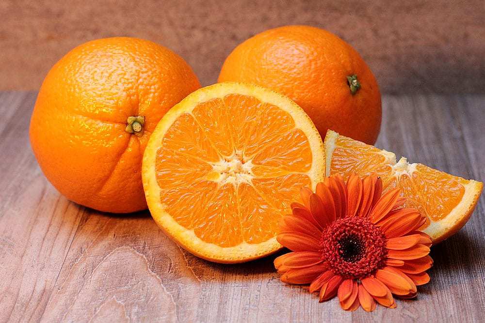 Rückkehr der Orangen in den Dresdner Zwinger