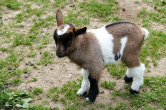 Dreifarbiges Ziegenkind Wildpark Osterzgebirge Wildpark Osterzgebirge Geising 005