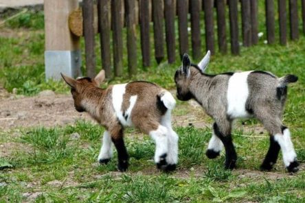 Wildpark Osterzgebirge Geising 006