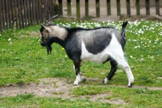 Wildpark Osterzgebirge Geising 007