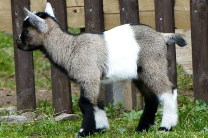 Kleine Ziege Wildpark Osterzgebirge Wildpark Osterzgebirge Geising 008