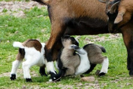 Wildpark Osterzgebirge Geising 010