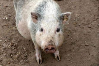 Schwein Wildpark Osterzgebirge Wildpark Osterzgebirge Geising 012