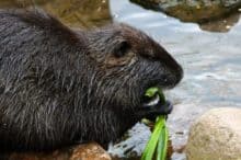 Wildpark Osterzgebirge Geising 013