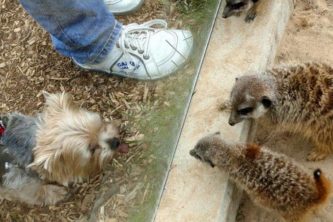 Erdmännchen und Hund Wildpark Osterzgebirge Wildpark Osterzgebirge Geising 014