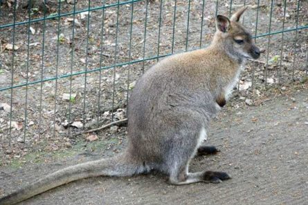 Wildpark Osterzgebirge Geising 019