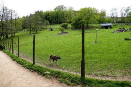 Wildpark Osterzgebirge Geising 020