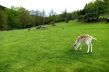 Wildpark Osterzgebirge Geising 022