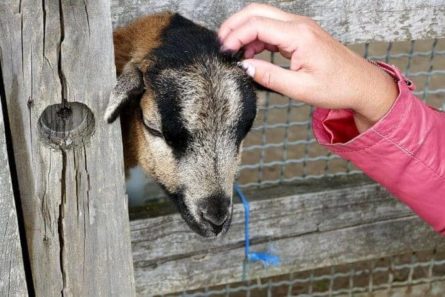 Wildpark Osterzgebirge Geising 024