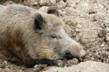 Wildpark Osterzgebirge Geising 026