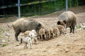 Wildschweine mit Jungen Wildpark Osterzgebirge Wildpark Osterzgebirge Geising 027