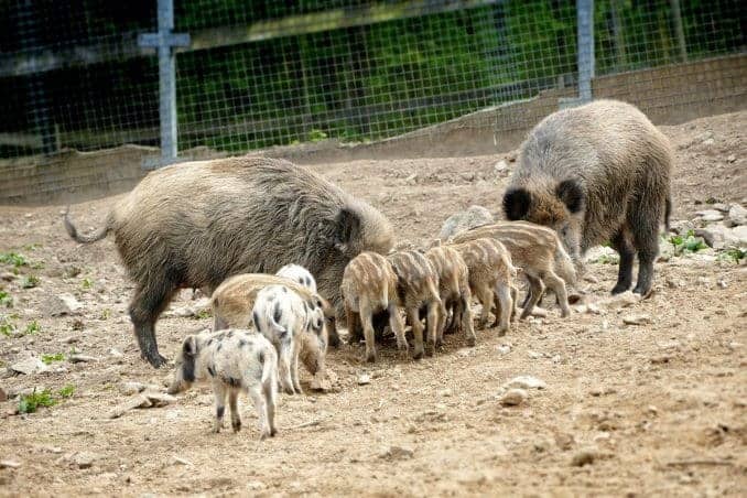 Wildschweine mit Jungen Wildpark Osterzgebirge
