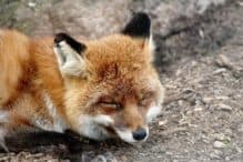 Schlafender Fuchs Wildpark Osterzgebirge Wildpark Osterzgebirge Geising 028