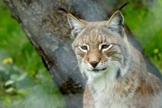 Lux Wildpark Osterzgebirge Wildpark Osterzgebirge Geising 030