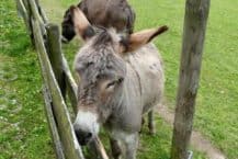 Wildpark Osterzgebirge Geising 031