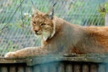 Wildpark Osterzgebirge Geising 032