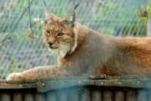 Wildpark Osterzgebirge Geising 032