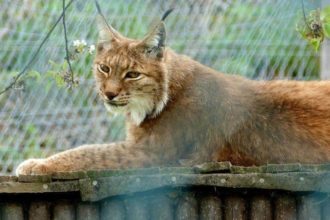 Wildpark Osterzgebirge Geising 032