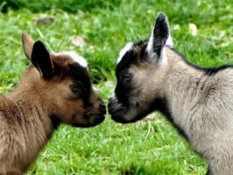 Junge Ziegen im Wildpark Osterzgebirge