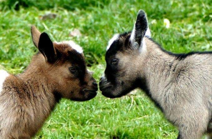 Junge Ziegen im Wildpark Osterzgebirge