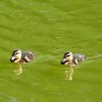 2 kleine Enten am Carolasee