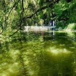 Grünes Wasser im Carolasee