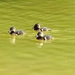 3 kleine Enten auf dem Carolasee