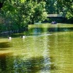 Grünes Wasser im Schatten der Bäume