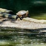 Schildkröte im Carolasee Dresden