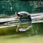 Wasserschildkröte Carolasee
