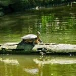 Frei lebende Wasserschildkröte im Carolasee Dresden
