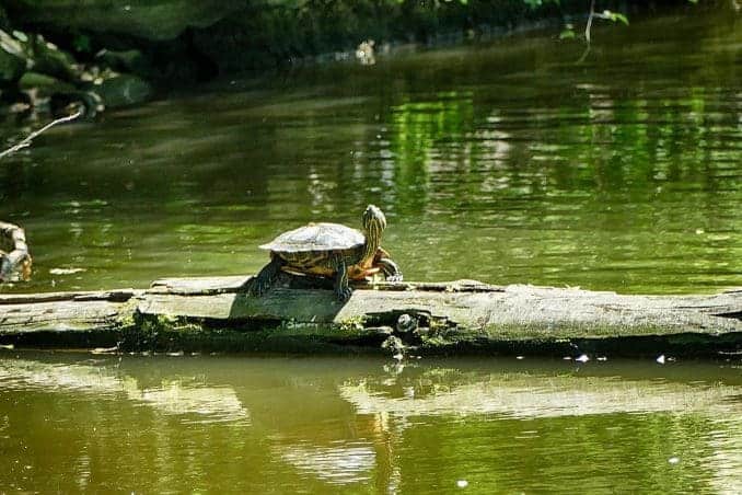 Frei lebende Wasserschildkröte im Carolasee Dresden