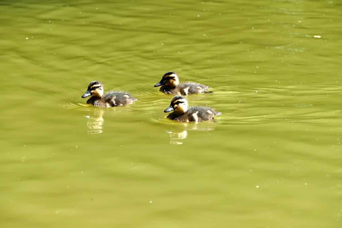Kleine Enten im Wasser