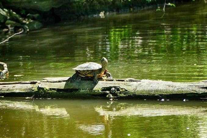Schildkröte auf Holz im Wasser