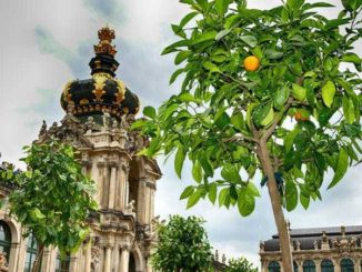 Einzug der Orangen im Dresdner Zwinger