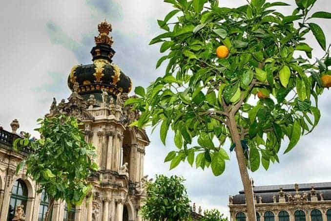 Einzug der Orangen im Dresdner Zwinger