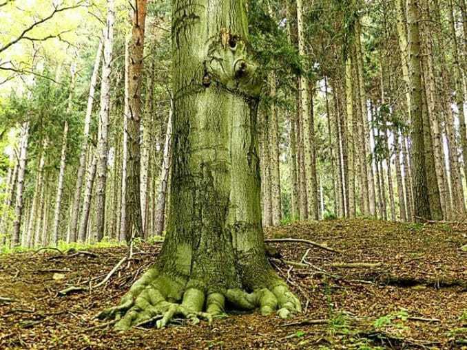 Großer Baum mit Wurzeln