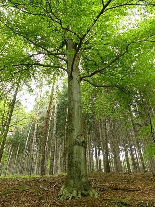 Alter Baum Natur