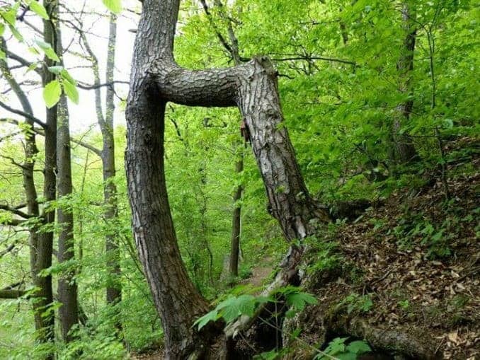 Natur Wald Baumwuchs